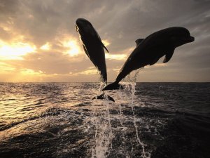 Пара дельфинов - скачать обои на рабочий стол