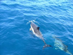 Дельфины в море - скачать обои на рабочий стол
