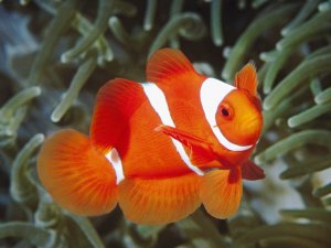 Оранжевая рыбка с белыми полосками - скачать обои на рабочий стол