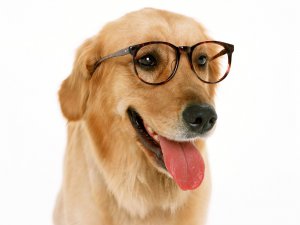Обои для рабочего стола: Пес в очках