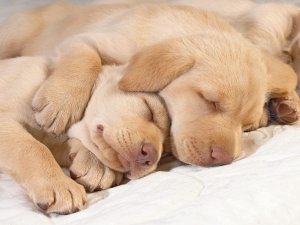 Обои для рабочего стола: Спящие щенки
