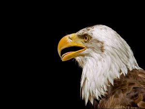 Американский орел в профиль - скачать обои на рабочий стол