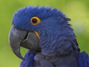 Синий попугайчик - скачать обои на рабочий стол