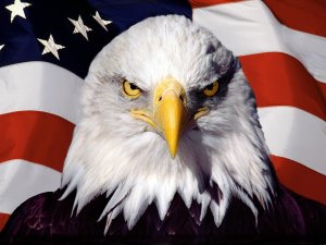 Американский орел - скачать обои на рабочий стол