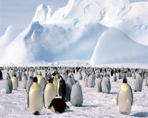 Мир пингвинов - скачать обои на рабочий стол
