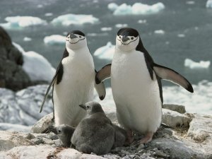 Семейка пингвинов - скачать обои на рабочий стол