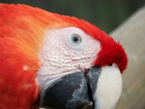 Красный попугай - скачать обои на рабочий стол