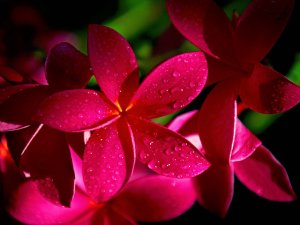 Тропический цветок - скачать обои на рабочий стол