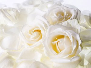 Обои для рабочего стола: Белые розы