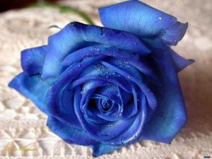 Синие розы - скачать обои на рабочий стол
