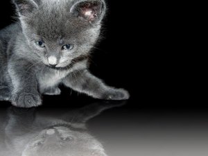 Серенький котенок - скачать обои на рабочий стол