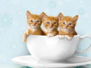 Котята в чашке - скачать обои на рабочий стол