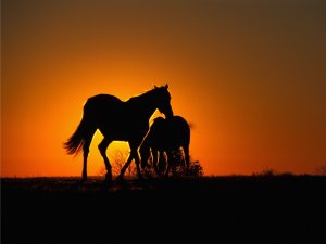 лошади на закате - скачать обои на рабочий стол