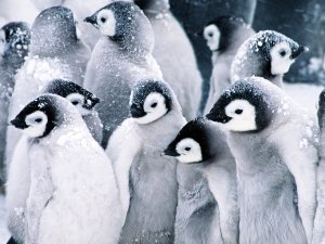 Северные пингвины - скачать обои на рабочий стол
