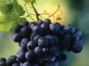 Спелый виноград  - скачать обои на рабочий стол