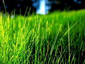 Сочная трава - скачать обои на рабочий стол
