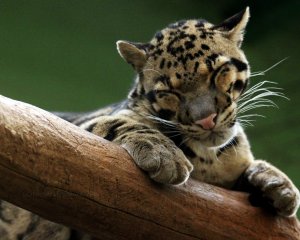 Дитя леопарда - скачать обои на рабочий стол