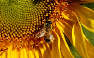 Пчела на подсолнухе - скачать обои на рабочий стол