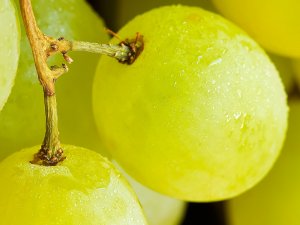 Спелый виноград - скачать обои на рабочий стол