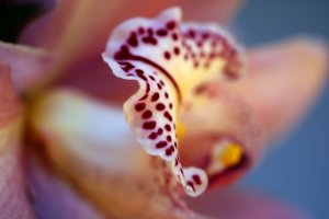 Красивая орхидея - скачать обои на рабочий стол
