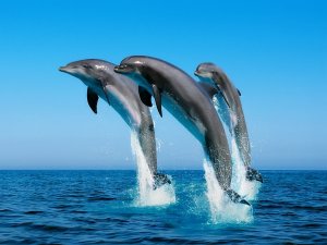Дельфины - скачать обои на рабочий стол