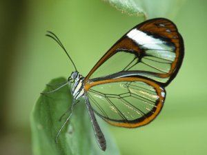 Прозрачная бабочка - скачать обои на рабочий стол