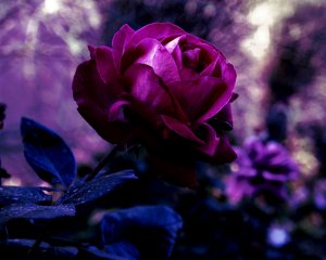 Роза в ультрафиолете - скачать обои на рабочий стол