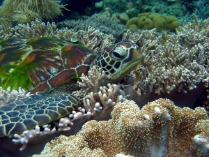 Черепаха среди кораллов - скачать обои на рабочий стол