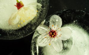 Цветки вишни во льду - скачать обои на рабочий стол