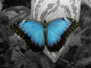 Красивая бабочка - скачать обои на рабочий стол