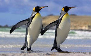 Пингвины на прогулке - скачать обои на рабочий стол