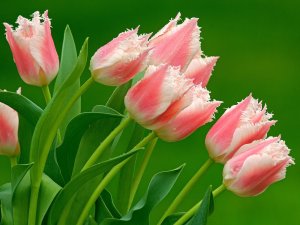 Розовые тюльпаны - скачать обои на рабочий стол