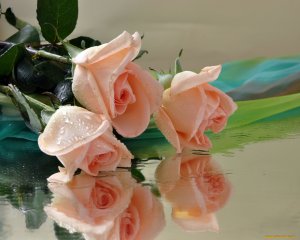 Абрикосовые розы - скачать обои на рабочий стол