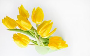 Желтые тюльпаны - скачать обои на рабочий стол
