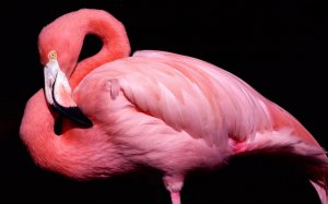 Фламинго - скачать обои на рабочий стол