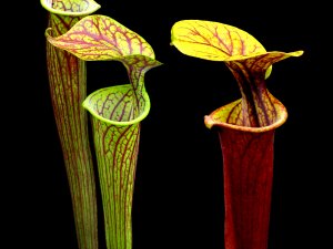 Экзотические растения - скачать обои на рабочий стол