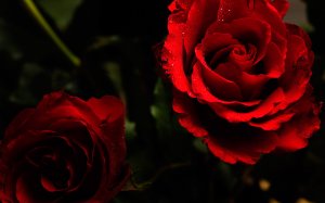 Красная роза - эмблема любви - скачать обои на рабочий стол