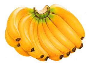 Бананы - скачать обои на рабочий стол