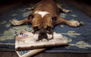 Обои для рабочего стола: Собака с газетами