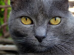 Серый котяра - скачать обои на рабочий стол