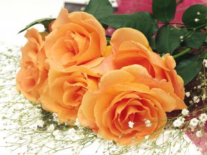 Оранжевые розы - скачать обои на рабочий стол