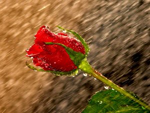 Роза под дождем - скачать обои на рабочий стол