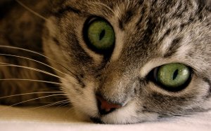 Взгляд кошачьих глаз - скачать обои на рабочий стол