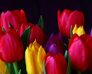 Цветные тюльпаны - скачать обои на рабочий стол