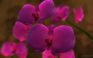 Яркие орхидеи - скачать обои на рабочий стол