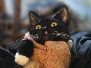 Кот в шарфике - скачать обои на рабочий стол