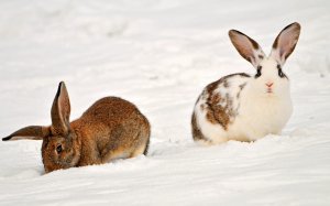 Обои для рабочего стола: Кроли на снегу