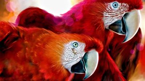 попугаи Ара - скачать обои на рабочий стол