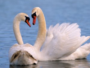 Пара влюбленных лебедей - скачать обои на рабочий стол
