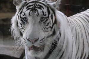 Бенгальский тигр - скачать обои на рабочий стол